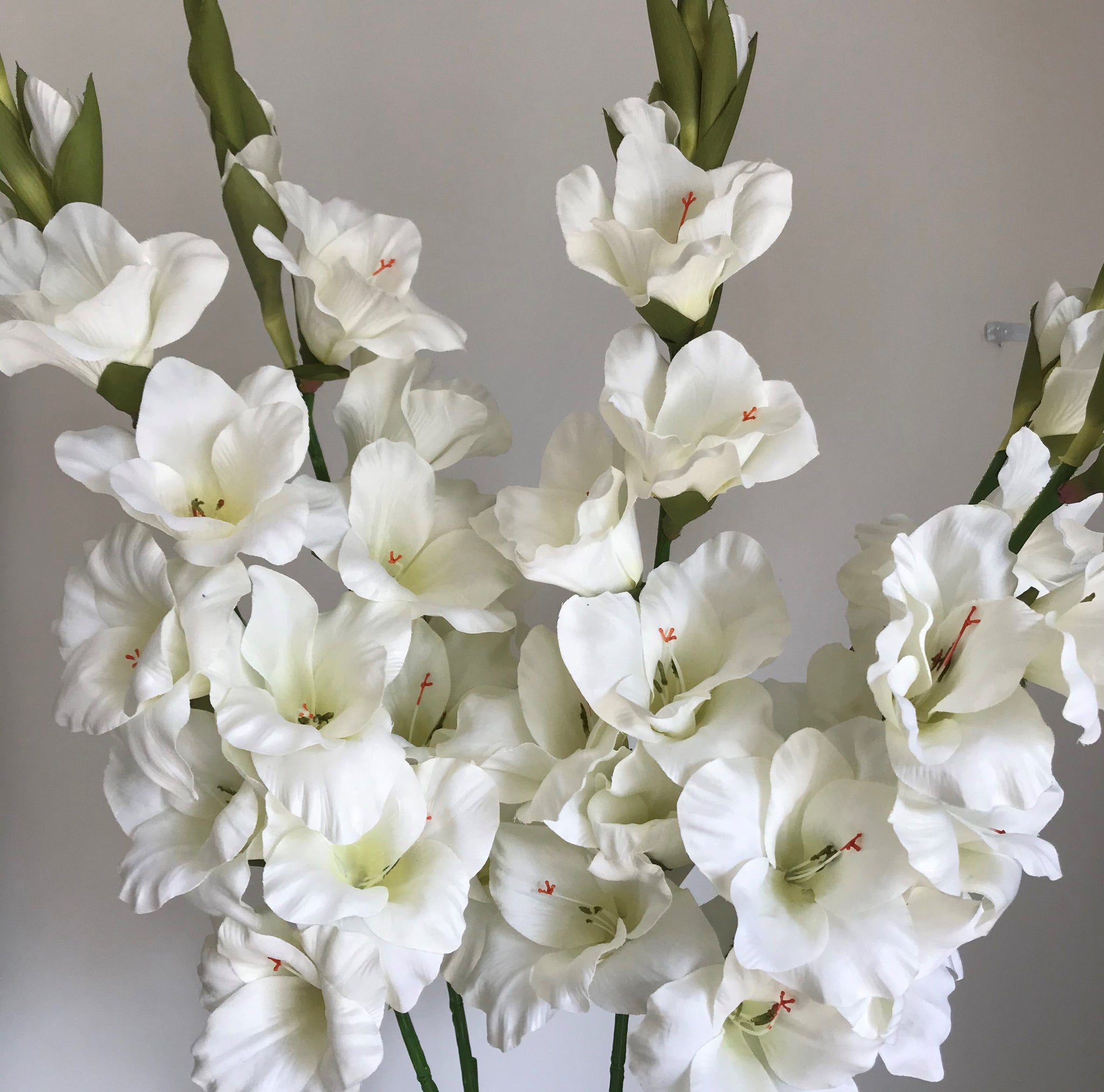 Gladiola - ivory