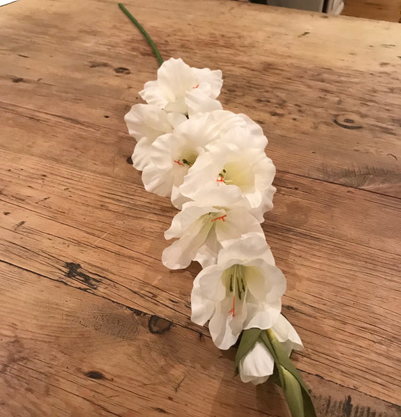 Gladiola - ivory